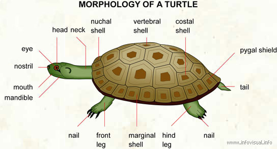 Turtle  (Visual Dictionary)